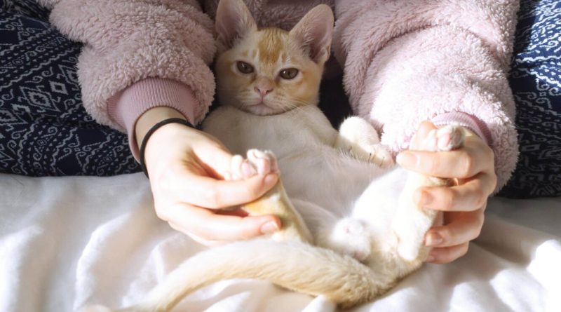 Сама доброта: які породи кішок вважаються найпоступливішими та доброзичливими