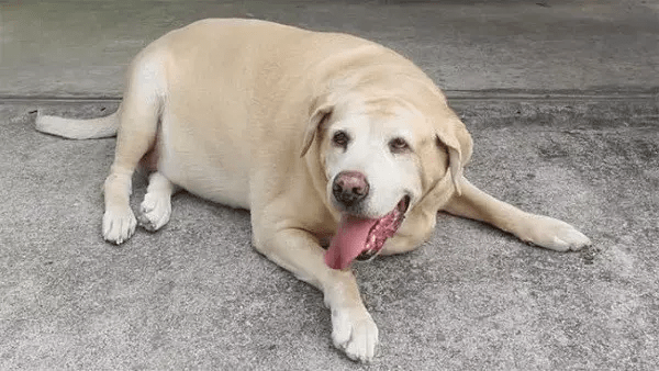 Серцевий кашель у собак