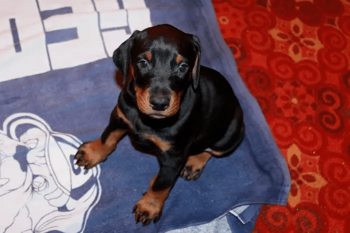 Щеня породи доберман