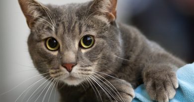 Щеплення від сказу кішкам: схема вакцинації та правила