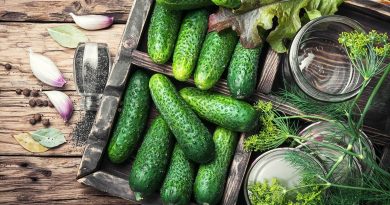 Що буде, якщо кішка з'їсть шматочок огірка