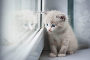 Що купити в квартиру для кошеня: обов’язкові предмети.