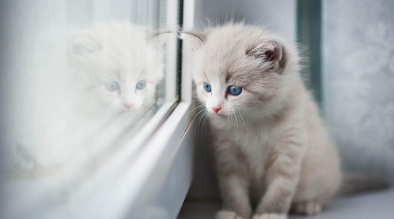 Що купити в квартиру для кошеня: обов'язкові предмети