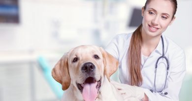 Що потрібно знати про розрив зв'язок собаки