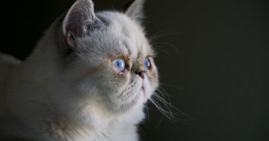 Що робити, якщо у кота запор