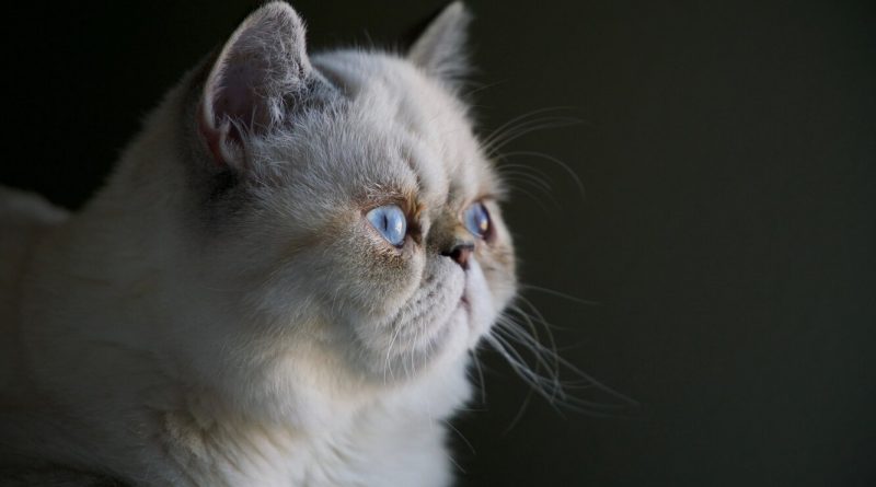 Що робити, якщо у кота запор