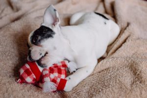 Що робити, якщо ваш собака проковтнув: м’ячик, шкарпетку, пакет чи щось ще?