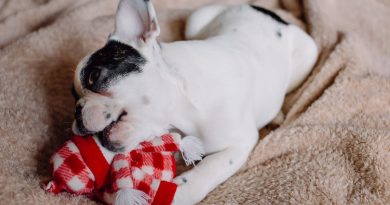 Що робити, якщо ваш собака проковтнув: м'ячик, шкарпетку, пакет чи щось ще