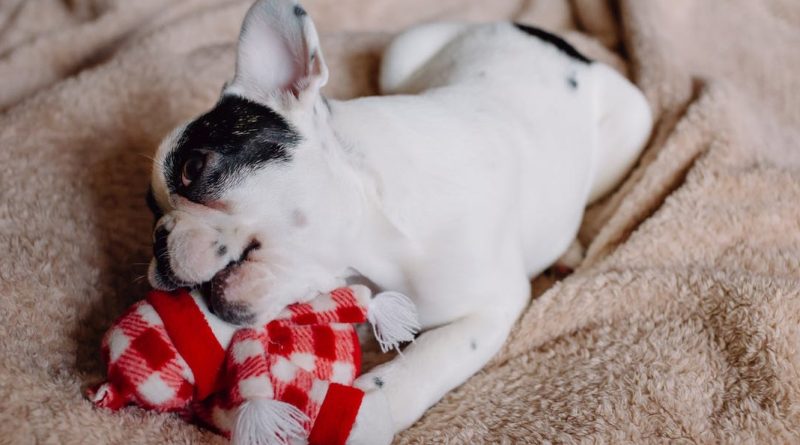 Що робити, якщо ваш собака проковтнув: м'ячик, шкарпетку, пакет чи щось ще