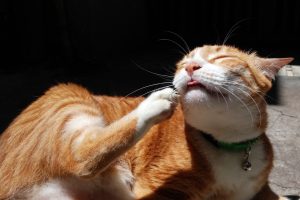 Що таке лишай і чи можна заразитися від вихованця?