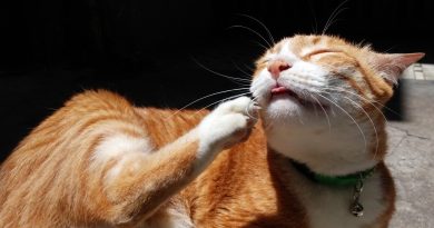 Що таке лишай і чи можна заразитися від вихованця