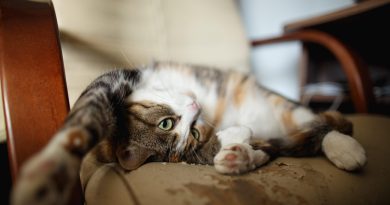 Щоб кішка перестала драти диван, її потрібно... менше любити