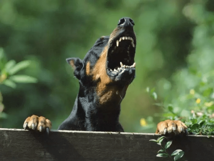 Собака гавкає у приватному секторі