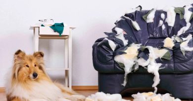Собака гризе речі та меблі в будинку — як її відучити