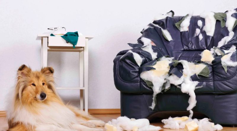 Собака гризе речі та меблі в будинку — як її відучити