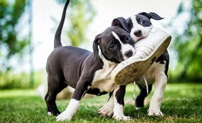 Собака погриз взуття