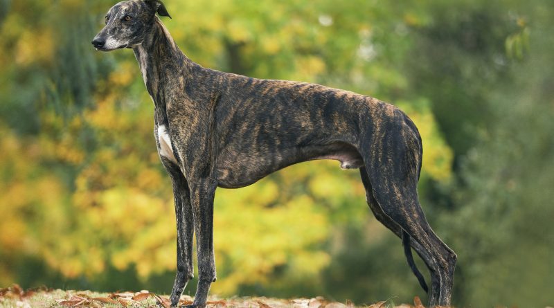 Собака породи хорт — різновид порід