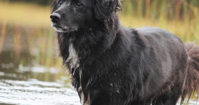 Собака пив воду з водоймища: чи можна це робити