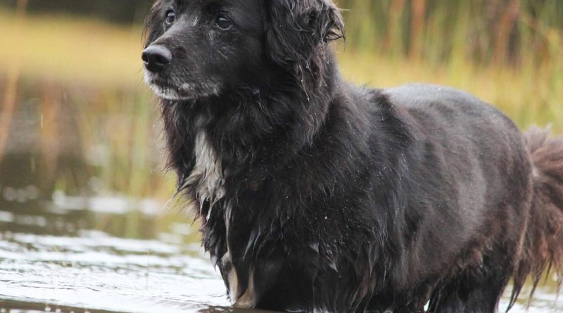 Собака пив воду з водоймища: чи можна це робити
