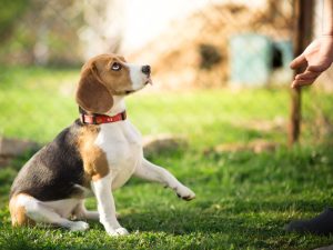 Собака стрибає на господаря при зустрічі — як відучити його?