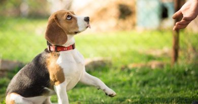 Собака стрибає на господаря при зустрічі — як відучити його