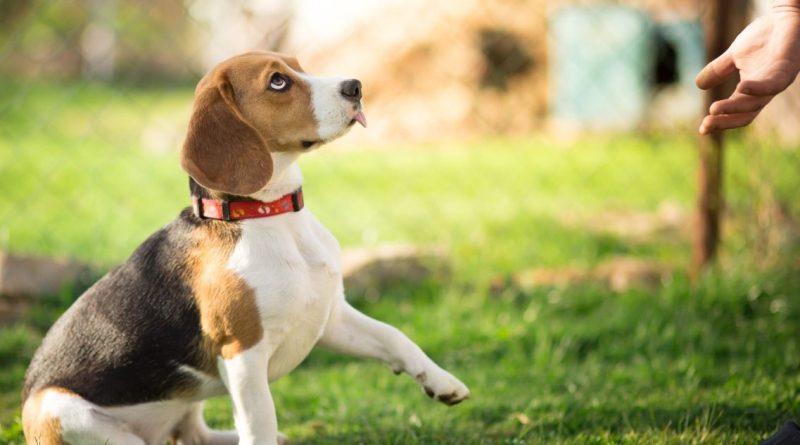 Собака стрибає на господаря при зустрічі — як відучити його