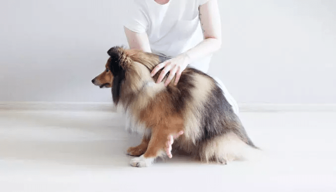 Способи дресирування собак