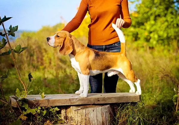 Стандарт породи білгів