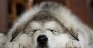 Судоми у собаки: можливі причини