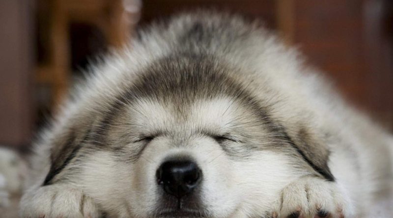 Судоми у собаки: можливі причини