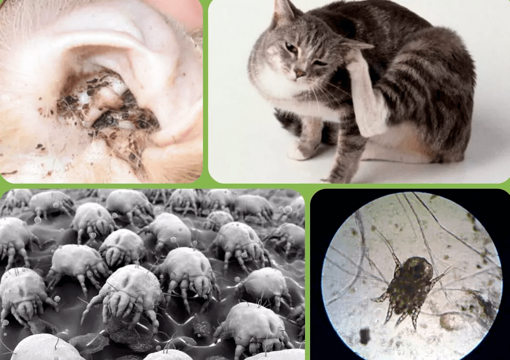 Симптоми вушного кліща у котів