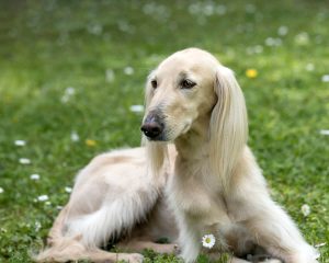 Тайган — унікальна порода собак.