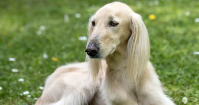 Тайган — унікальна порода собак