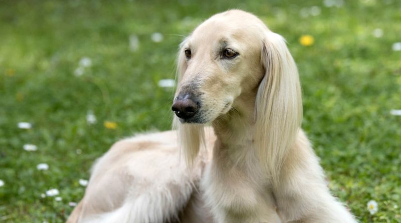 Тайган — унікальна порода собак