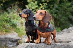 Такса: опис породи, особливості утримання.