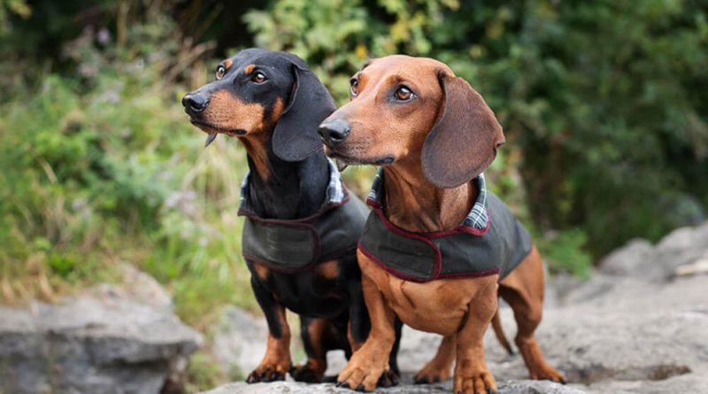 Такса: опис породи, особливості утримання