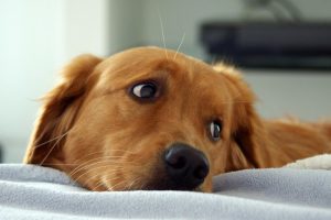 Тічка у собак: коли і як часто буває, скільки триває, чи потрібна допомога власника?