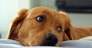 Тічка у собак: коли і як часто буває, скільки триває, чи потрібна допомога власника