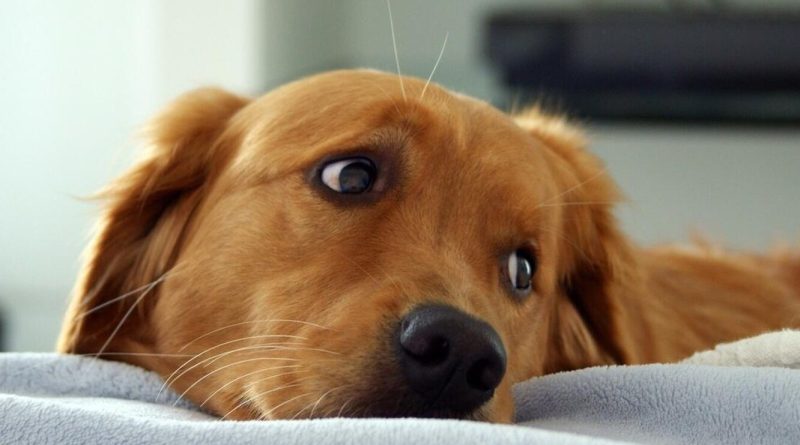 Тічка у собак: коли і як часто буває, скільки триває, чи потрібна допомога власника