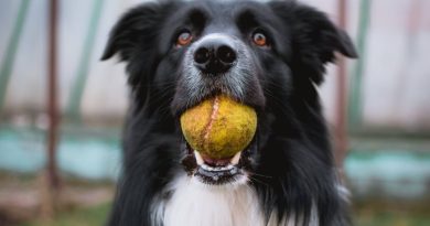 У що люблять грати собаки