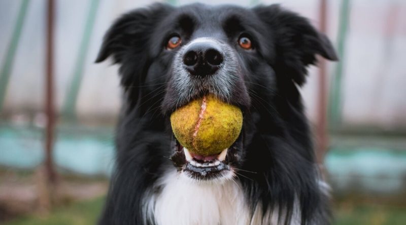 У що люблять грати собаки