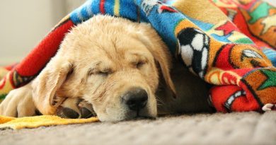 У собаки відмовляють задні лапи? Встановлюємо причини