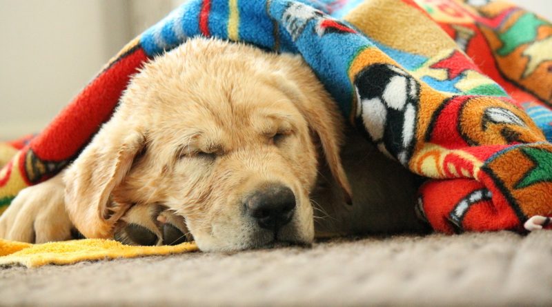 У собаки відмовляють задні лапи? Встановлюємо причини