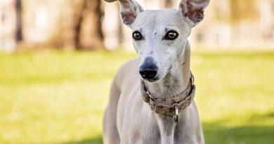 Уіппет: опис породи, догляд та утримання