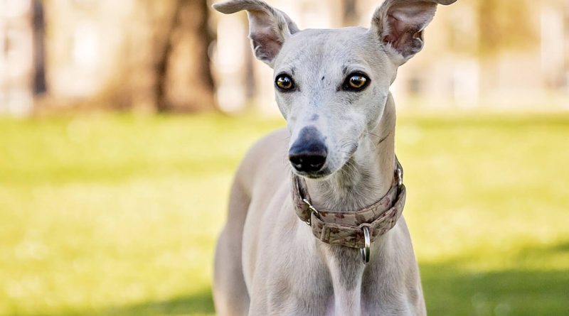 Уіппет: опис породи, догляд та утримання