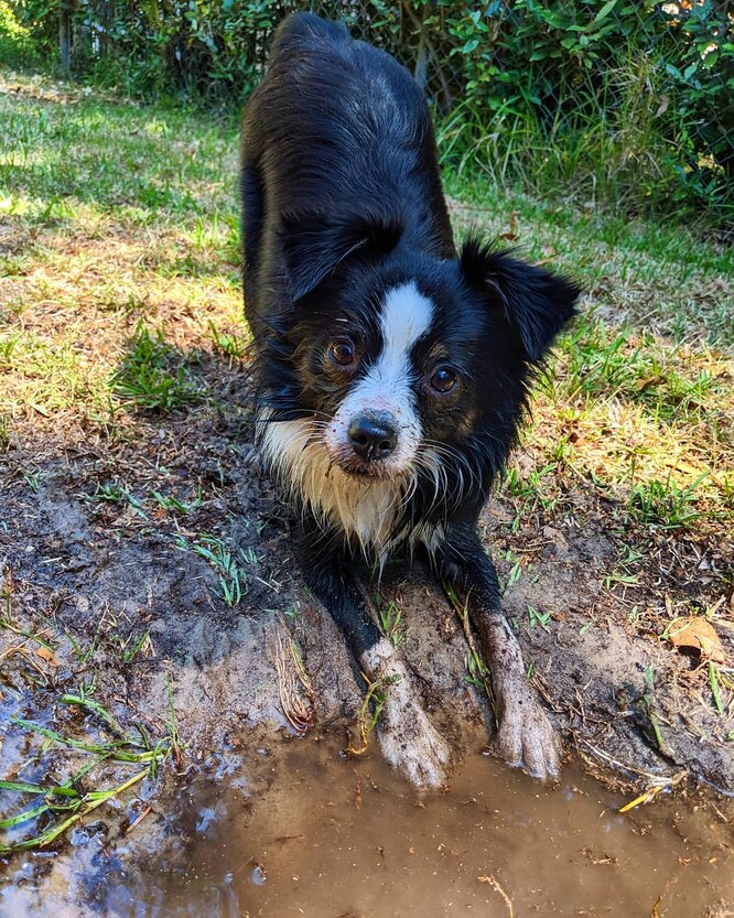 Увійшли в під'їзд — проведіть собаку по всіх килимках, що лежать біля входу