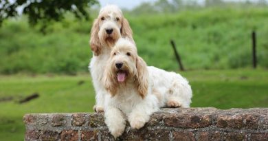 Вандейський басет-грифон