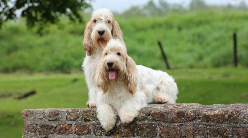 Вандейський басет-грифон