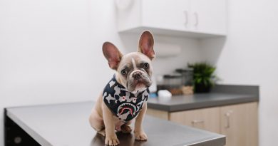 Ветеринар-онколог: коли може знадобитися і навіщо