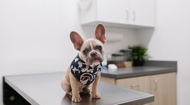 Ветеринар-онколог: коли може знадобитися і навіщо